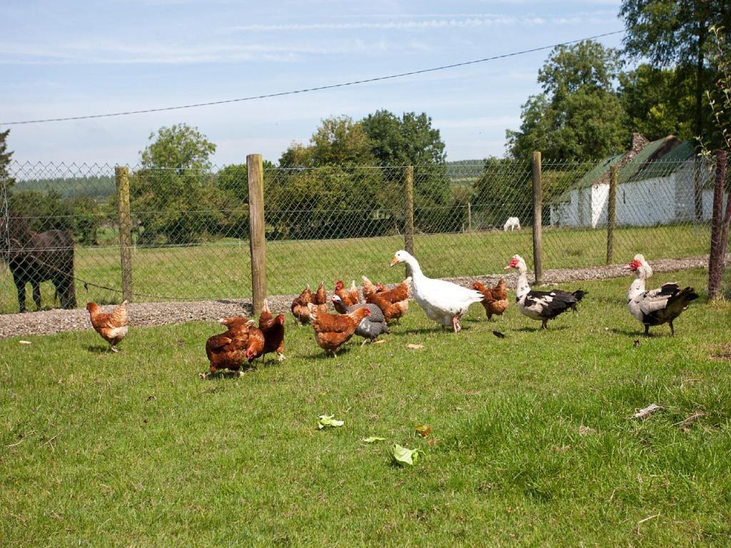 Newtown Farm Country House Ardmore  Exterior photo
